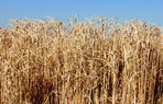 Miscanthus