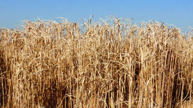 Miscanthus